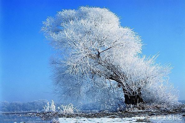 关于雪的诗句或名句