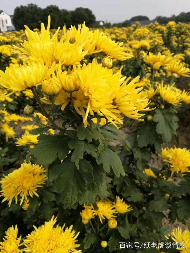 金秋十月的名句