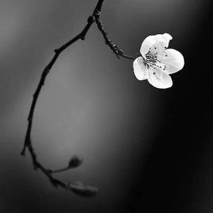 断章取义的古代名句