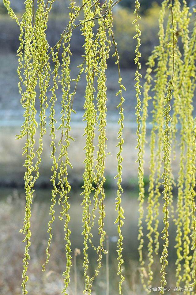 柳树句子 柳树句子