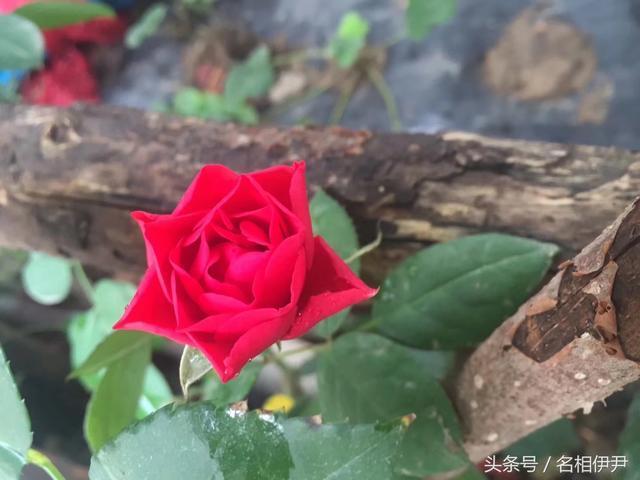 关于夏天作者题目名句