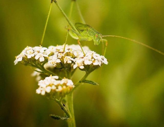 好句好段摘抄大全五年级