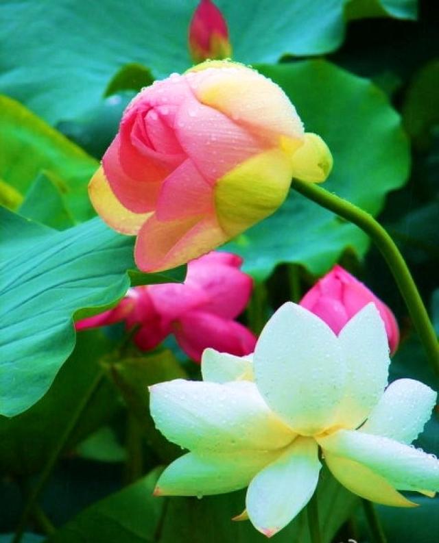 带良字和天的句子