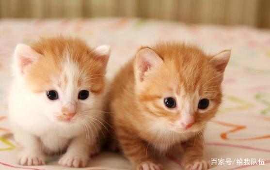 写猫淘气的句子