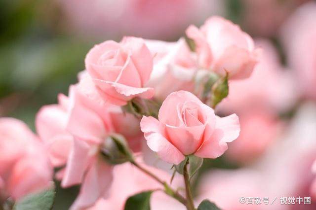 关于利他的句子