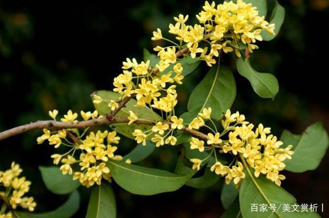 家乡的桂花用两个句子简单的句子 家乡的桂花用两个句子简单的句子
