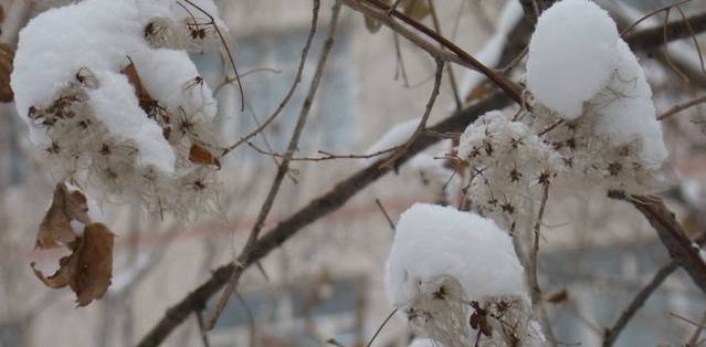 冬天的雪景句子