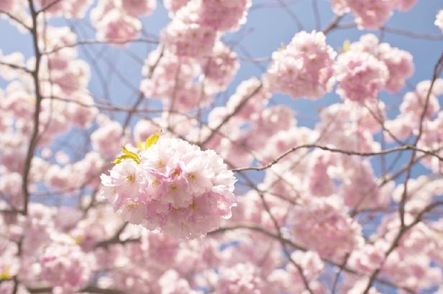 咋样子写句子花