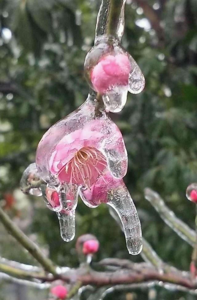 冰雪迎春好句