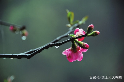 花句子还有小水珠