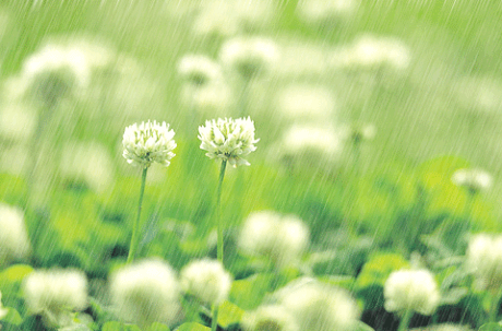 季羡林听雨的句子赏析