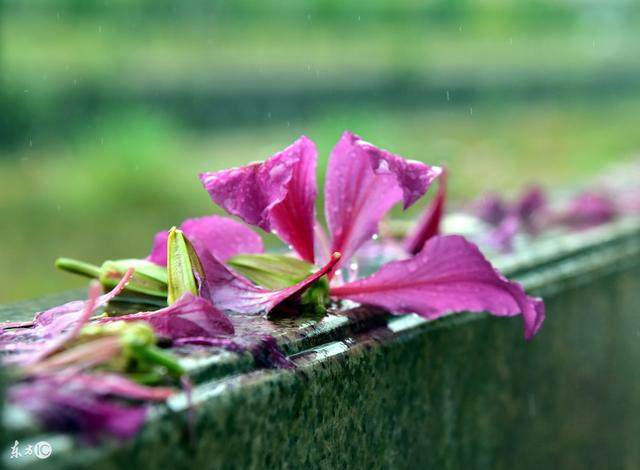 你的无情的名句