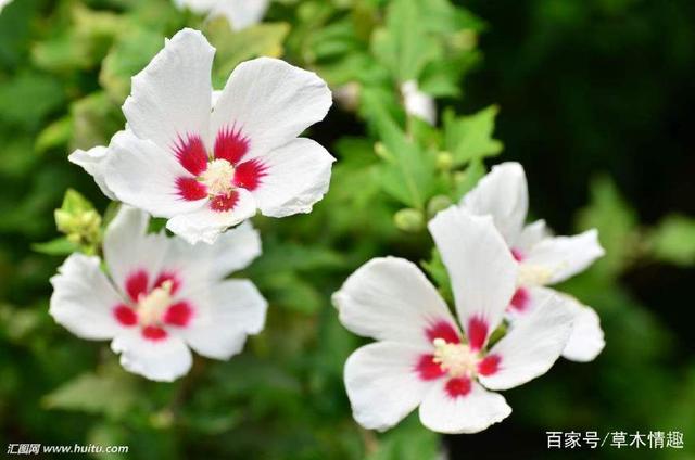 庭中有奇树的名句赏析和主旨