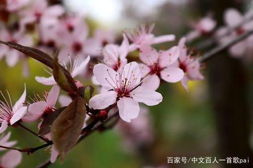 花名句及意思