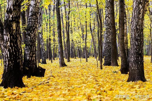 古诗中歌颂秋天的名句