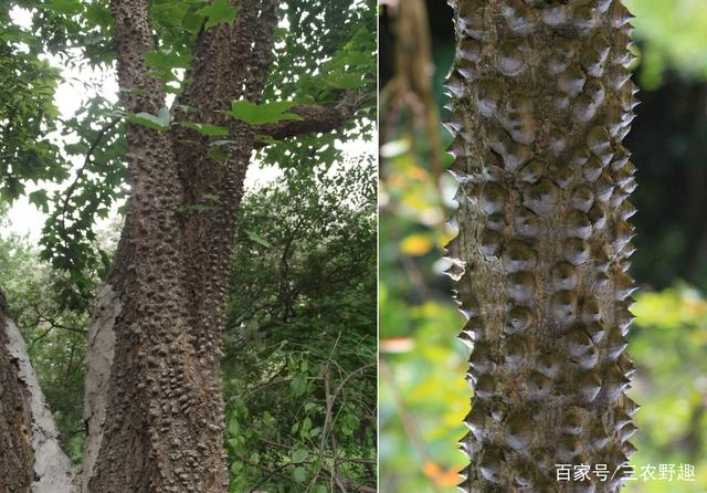 满身是刺的句子