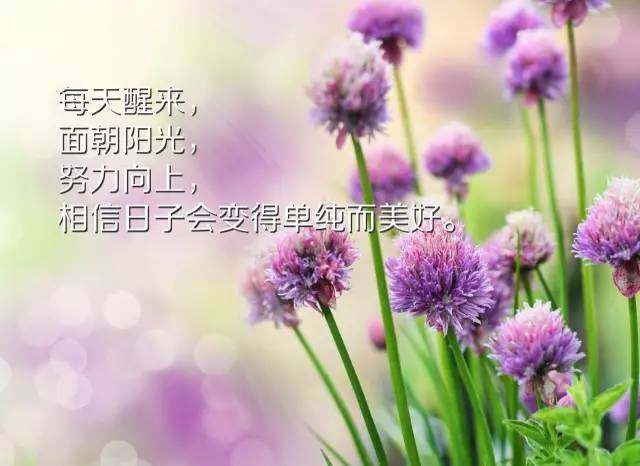 形容安分守己语录