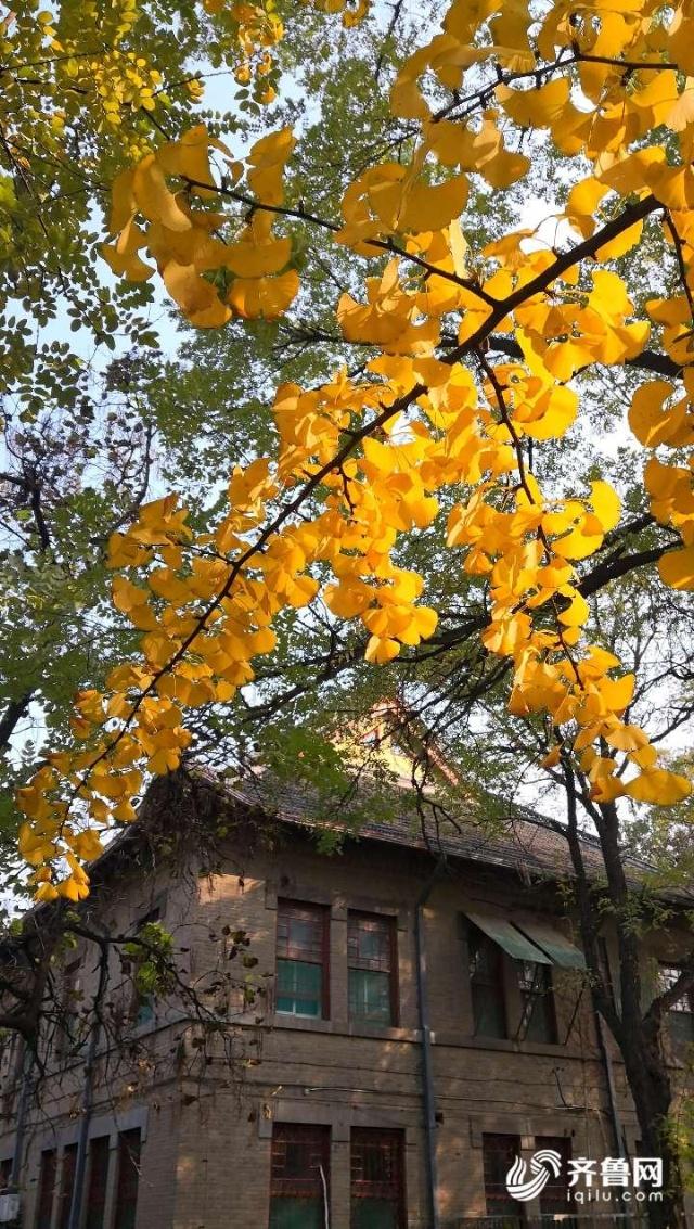 描写秋天的校园句子 描写秋天的校园句子