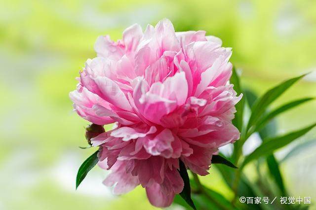 杜甫  江畔独步寻花里的名句