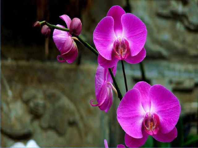 口技句子翻译 口技句子翻译