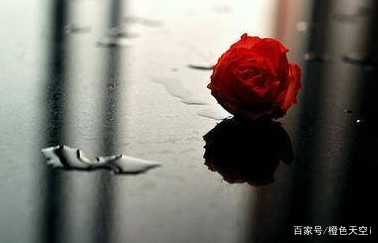 优美的表白语录