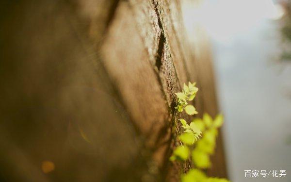 最新成熟稳重的句子