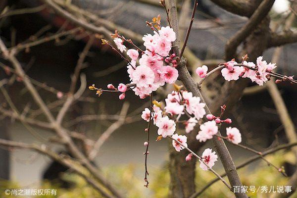 形容花开的句子