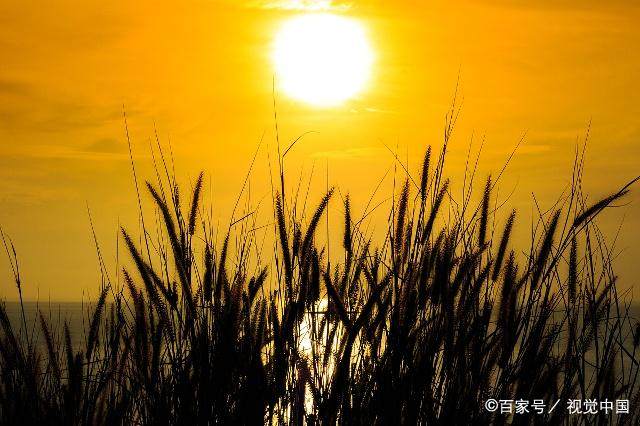 春望中的千古名句是什么