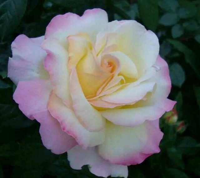 描写玫瑰花的唯美句子