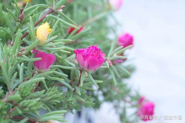 如果开头的经典语录爱情