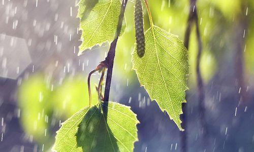 雨点敲窗。优美句子