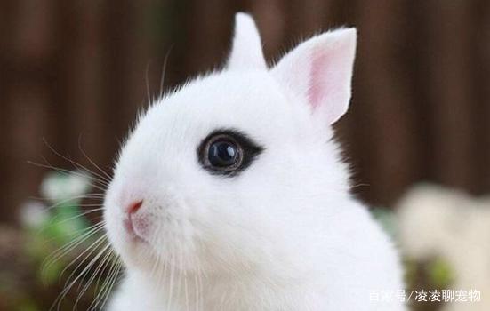 海棠山坡的兔子好词好句