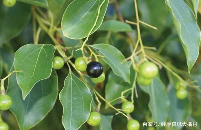 樟树的果实好句