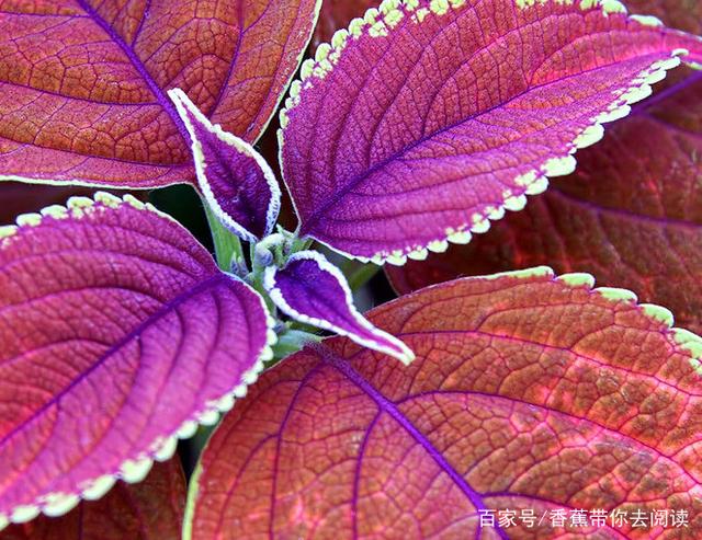 关于母爱父爱的语言句子