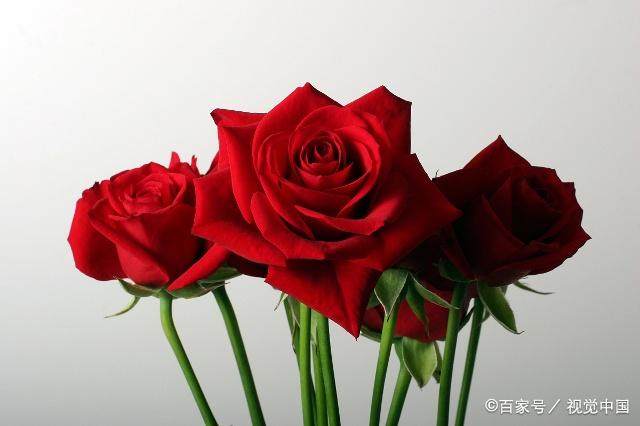 花儿的句子词语