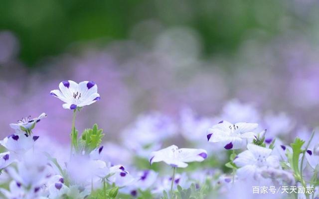 花开淡墨痕经典语录