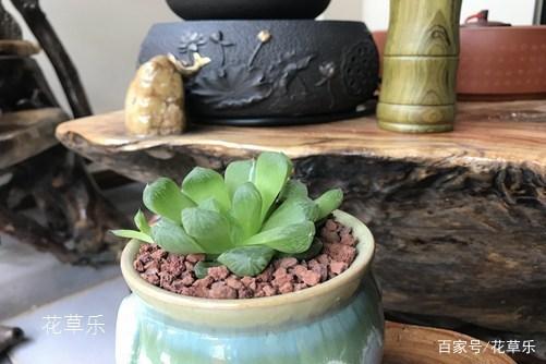 描写冰灯玉露的好句