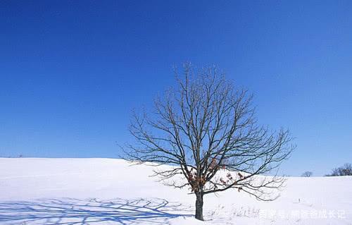 下雪后的好词好句好段