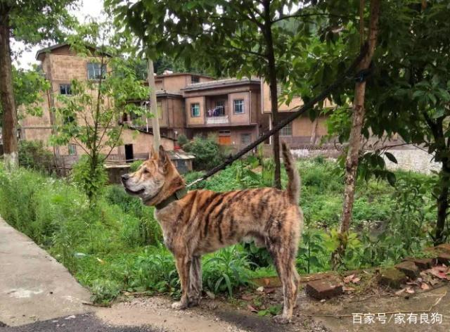 《人的动物性格》名句