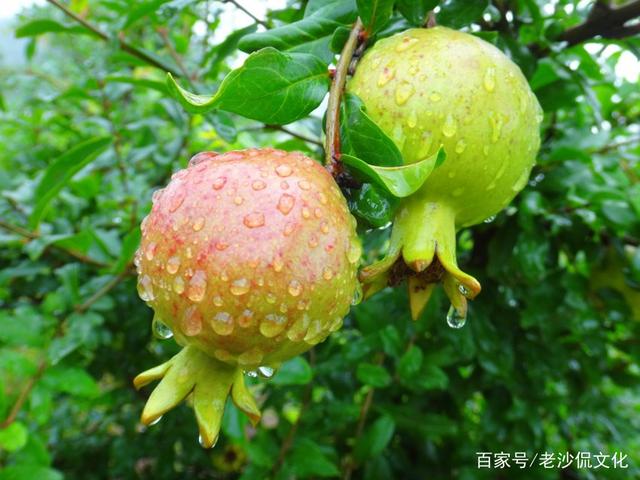 与秋雨有关的诗词名句