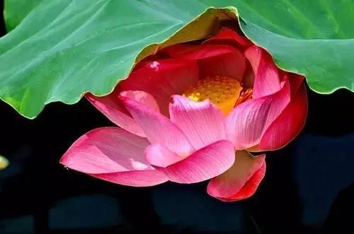 冰心荷叶母亲好句赏析 《荷叶·母亲》的好句及赏析