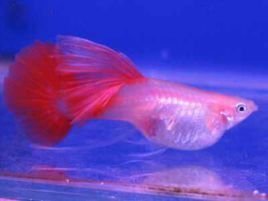 形容孔雀尾鱼的句子 关于孔雀鱼的好词好句