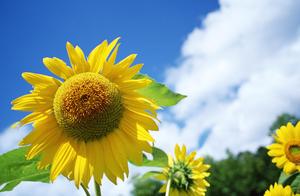 戈泰尔名句我愿意我是 泰戈尔的名言40条