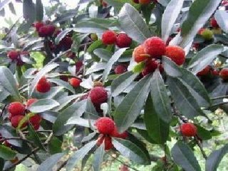 模仿春雨的色彩写句子 春雨到底是什么颜色的仿写句子