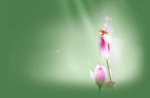 桂花树的好字好句 描写桂花树的好词好句