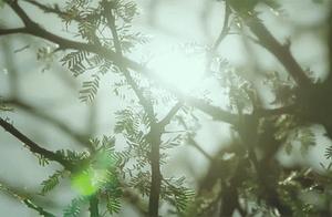 光于夏天的景物好词好句 描写夏天景色的好词佳句