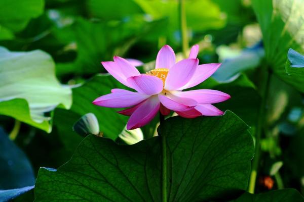 描写夏天季节的句子 描写夏天景色的句子