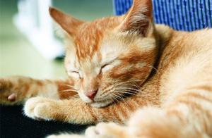 《童年》所以好句 高尔基《童年》好句摘抄至少十句