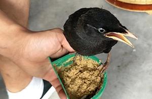 八哥教语录自己音好还是童音好 八哥多大就不能学话了 八哥教语录自己音好还是童音好 八哥多大就不能学话了