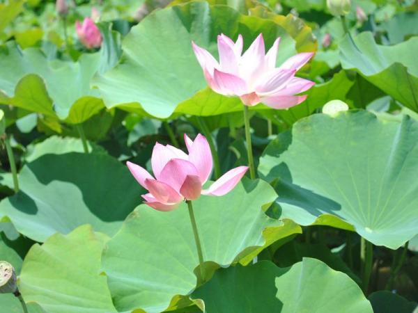 赞美荷花优美句子 描写荷花品质的优美句子